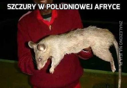 Szczury w południowej Afryce