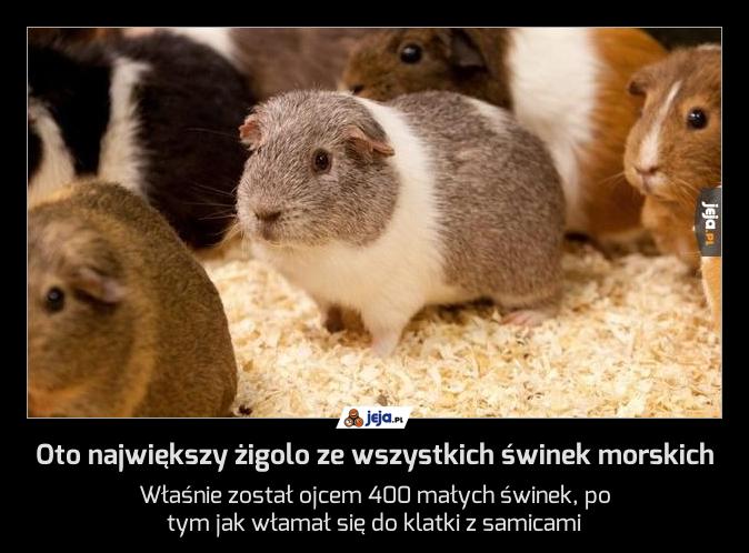 Oto największy żigolo ze wszystkich świnek morskich