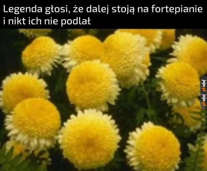 Chryzantemy złociste (czas na powrót)