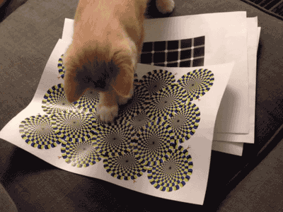 Kot i złudzenie optyczne
