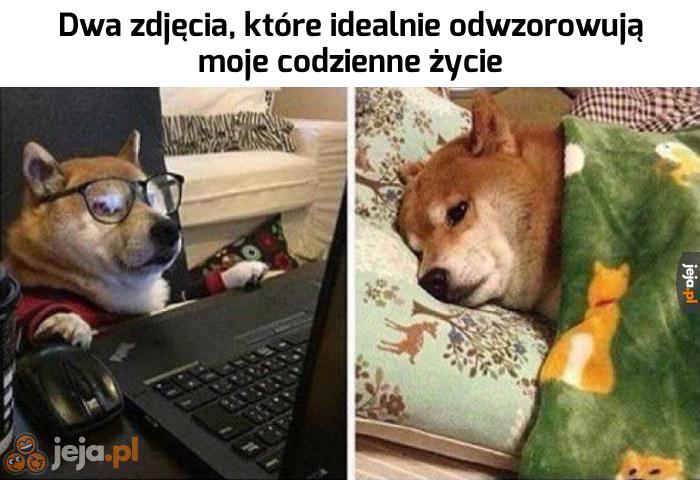 Z życia typowego Jejaka