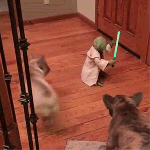 Yoda walczy z psami