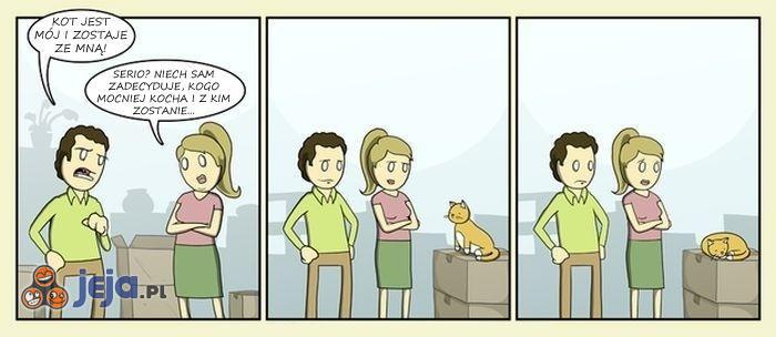 Jak koty martwią się rozwodem