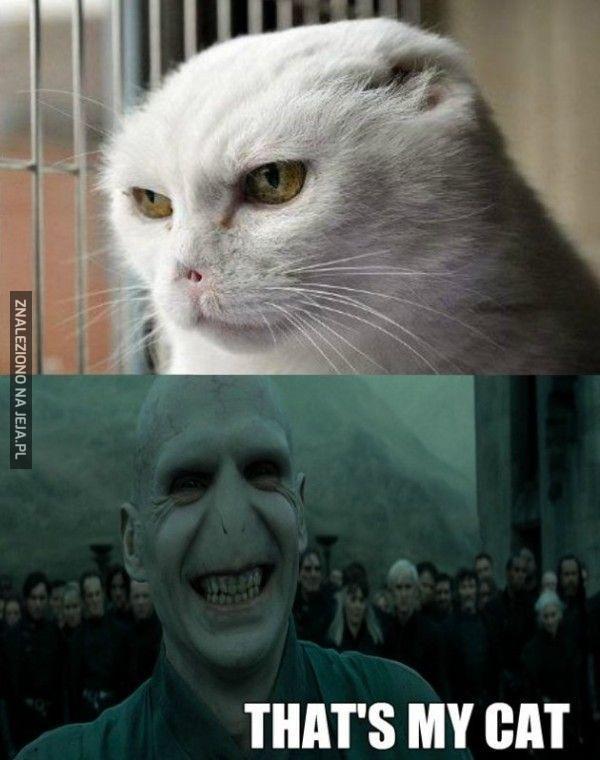 Kot Voldemorta odnaleziony!