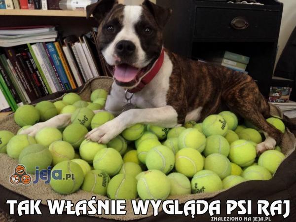 Tak właśnie wygląda psi raj