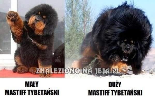 Mastiff Tybetański - Jest różnica?