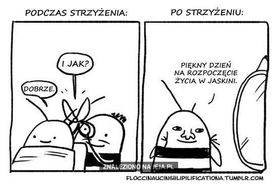 Niezręczna pszczoła u fryzjera