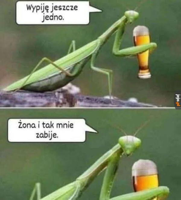 Los i tak przypieczętowany