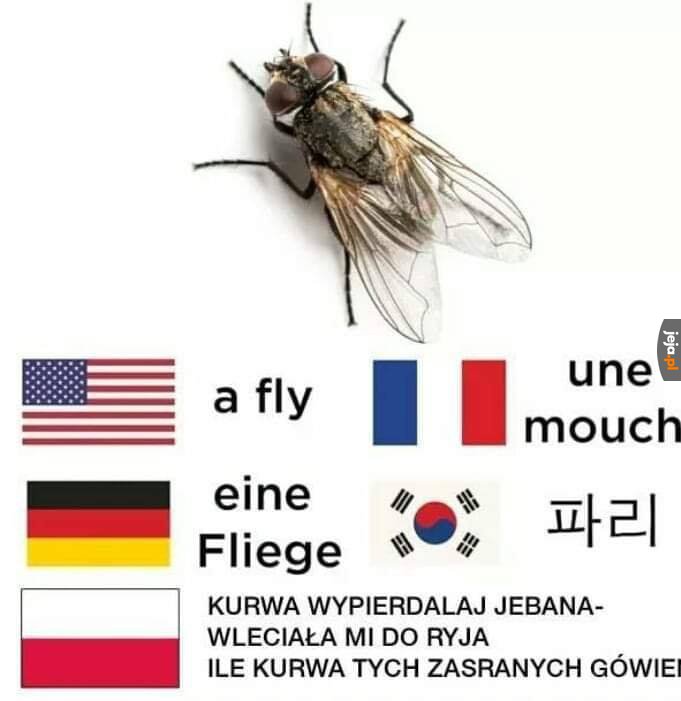 Mucha w różnych językach świata