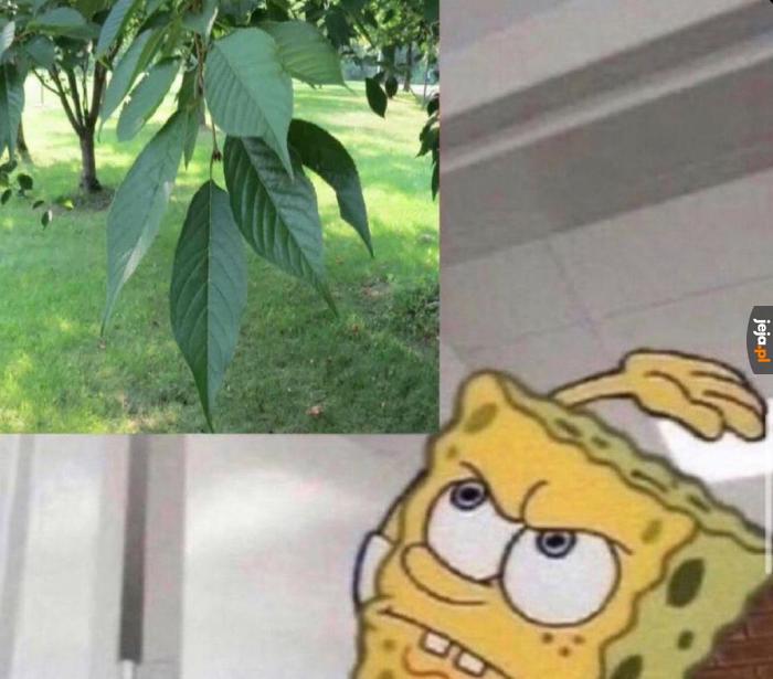 Rel
