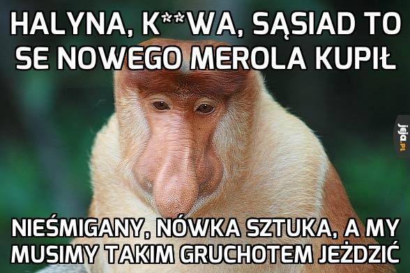 Nowy merol sąsiada