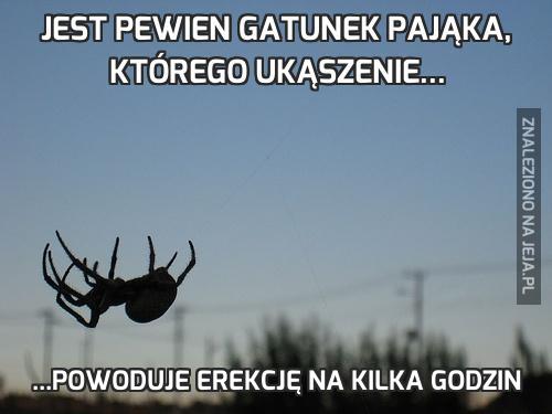 Jest pewien gatunek pająka, którego ukąszenie...