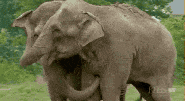 Dwa słonie zjednoczone po 22 latach rozłąki