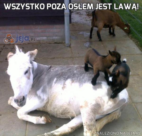 Wszystko poza osłem jest lawą!