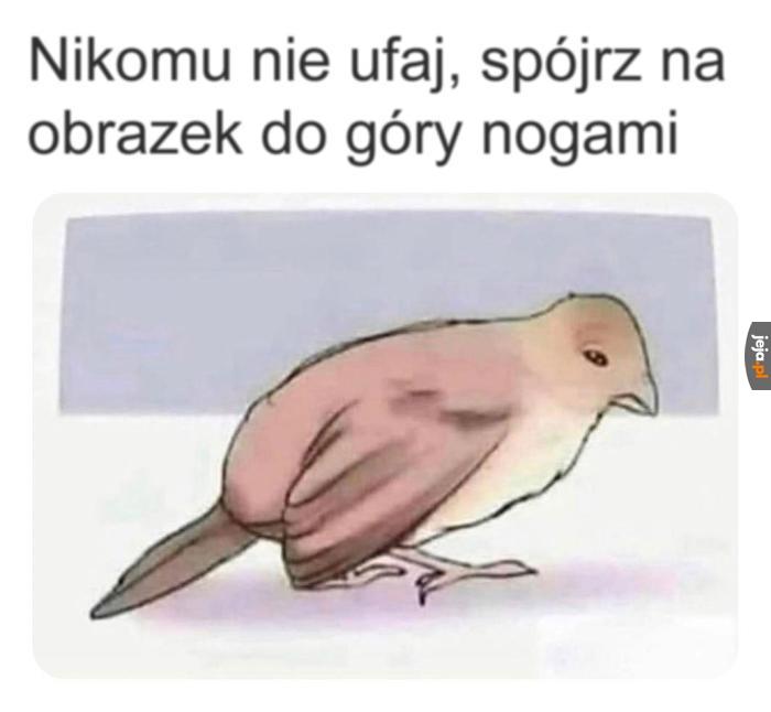 Nie ma za co