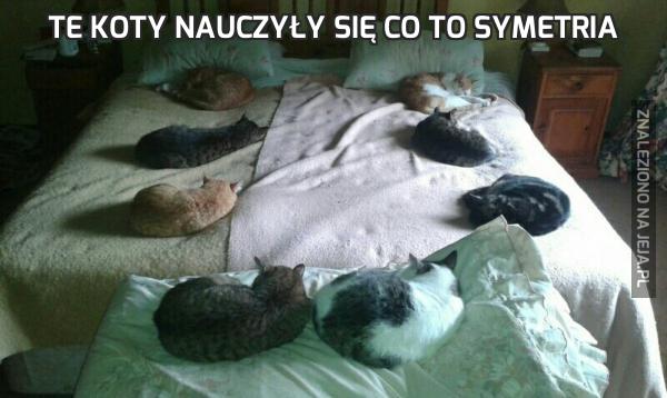 Te koty nauczyły się co to symetria