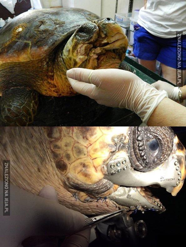 Kolejne zwierzę uratowane dzięki technologii druku 3D