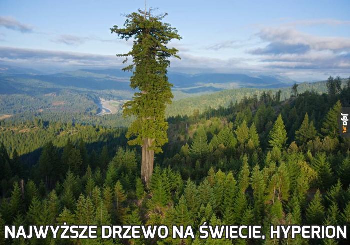 Najwyższe drzewo na świecie, Hyperion