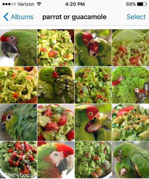 Papugi czy guacamole?