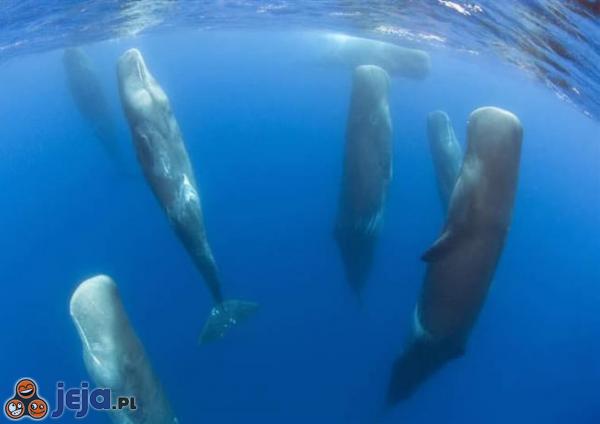 Tak śpią wieloryby