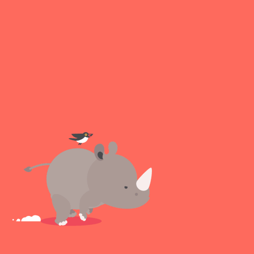 Mały nosorożec zasuwa