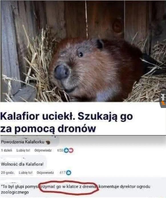 Tak jakby zamknąć mysz w klatce z sera