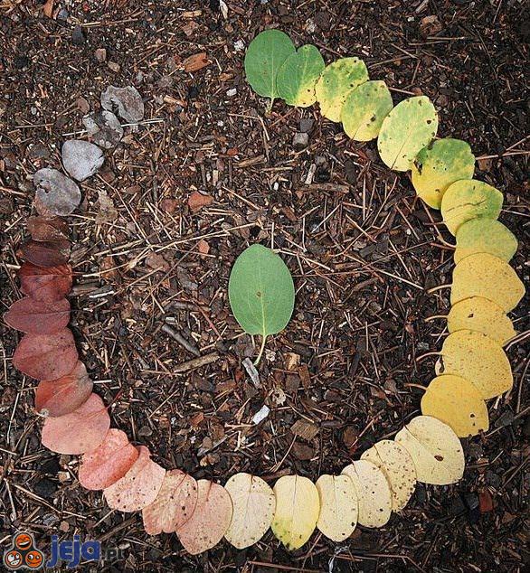 Cykl życia liścia