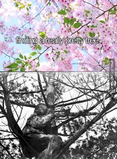 Tak, to naprawdę piękne drzewo