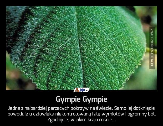 Gympie Gympie