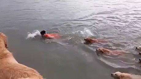 Takie tam, pływanie z psiakami