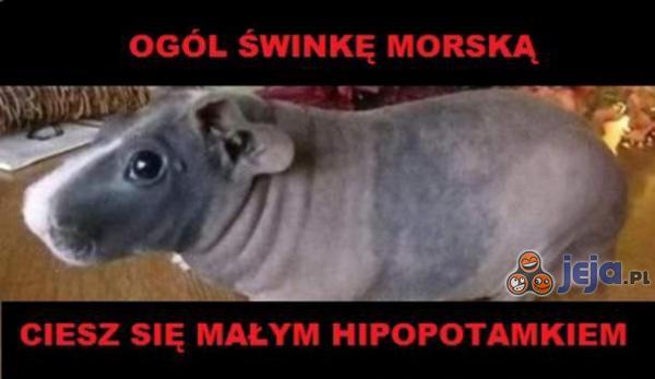 Ogól świnkę morską