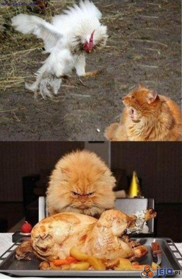 Kot vs. Kurczak