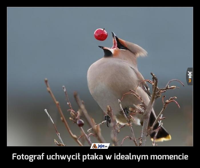 Fotograf uchwycił ptaka w idealnym momencie