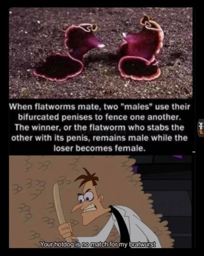Parówki mem