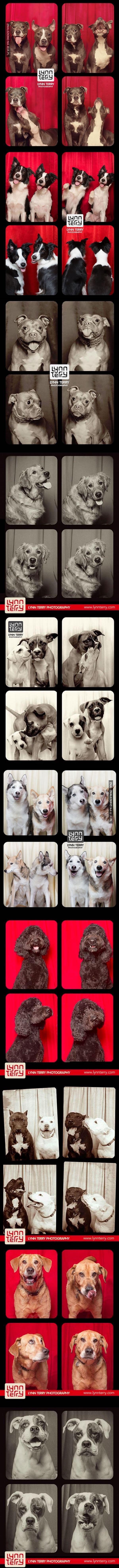 Psy w foto-budkach