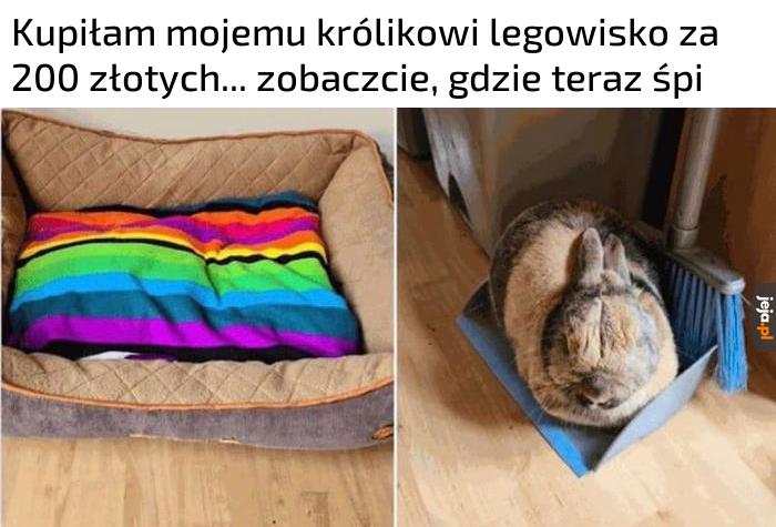 Króliki mają coś wspólnego z kotami
