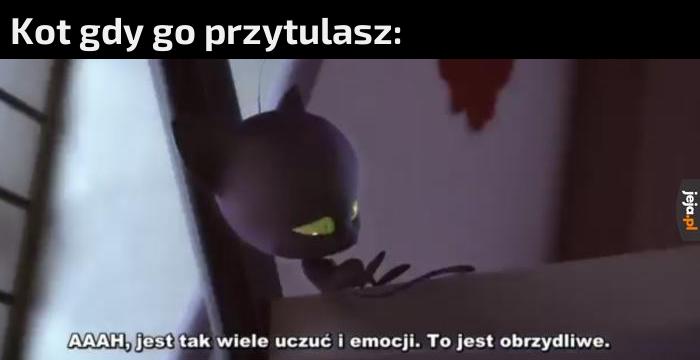 Kochany kotek