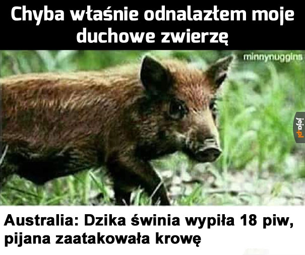 Dzik jest dziki