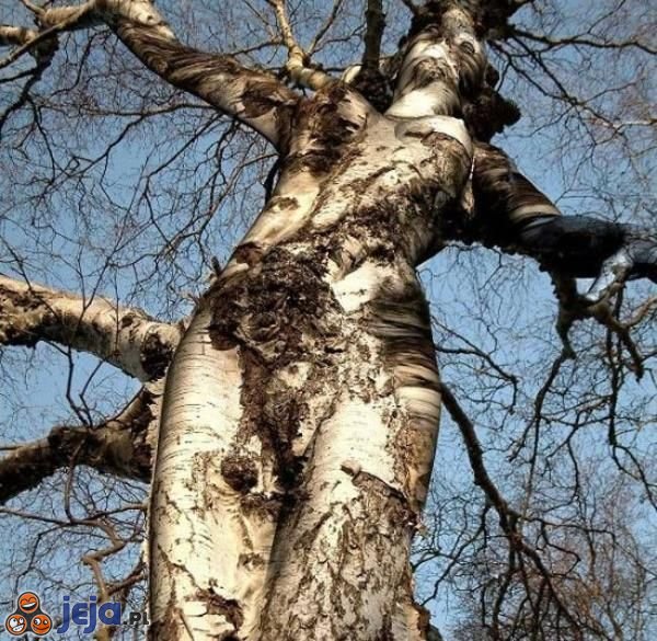 Drzewo jak kobieta