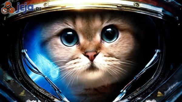 Starcraftowy kotek