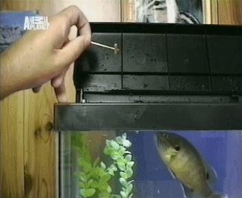 Bardzo głodna rybka