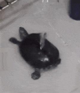 Żółwik bierze kąpiel