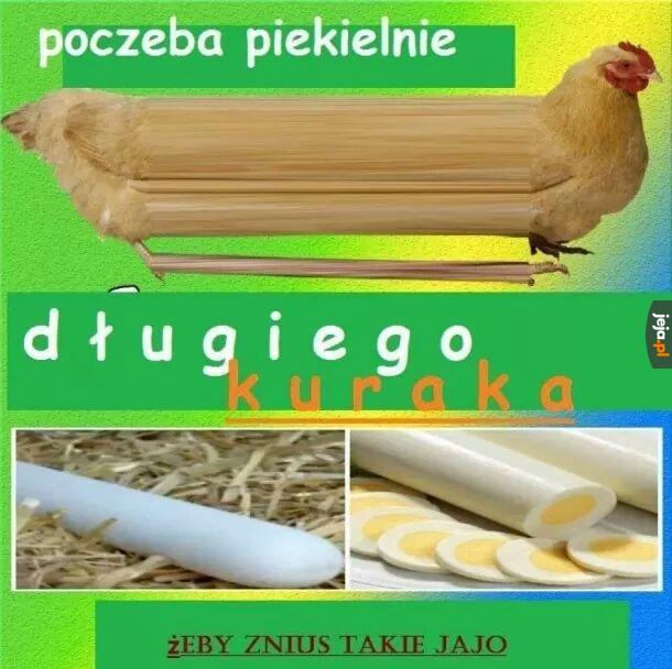 Zwykły kurok nie do rody