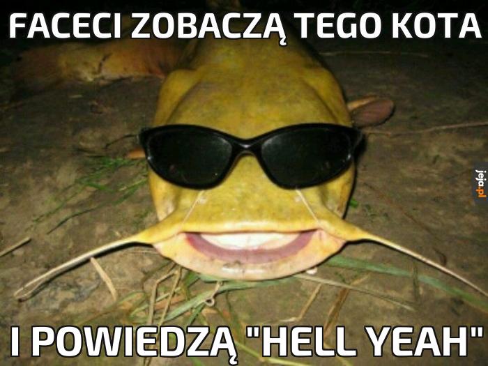 ale śmieszny kot