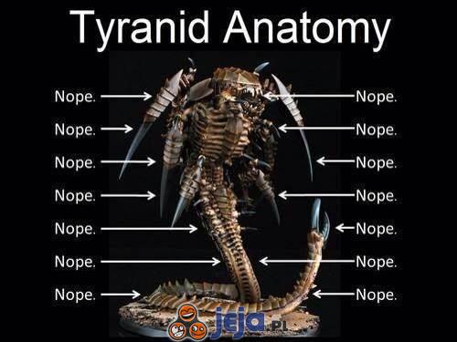Anatomia tyranida