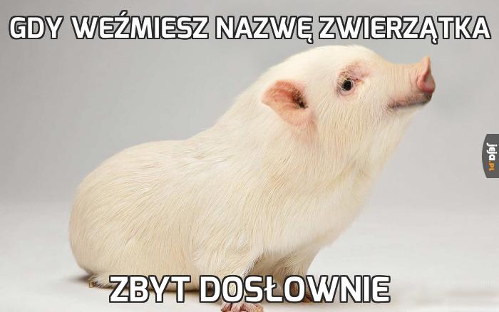 Gdy weźmiesz nazwę zwierzątka