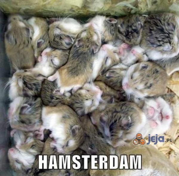 Hamsterdam