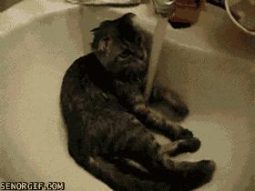 Kociak lubiący wodne zabawy