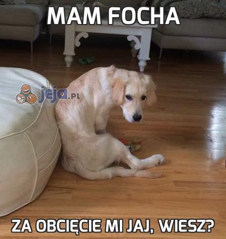Mam focha