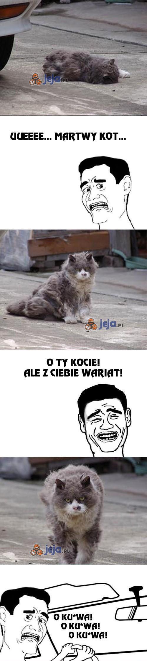 Martwy kot? - Jeja.pl
